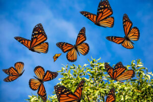 Monarch butterflies