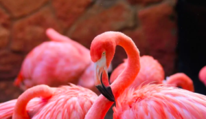 flamingos