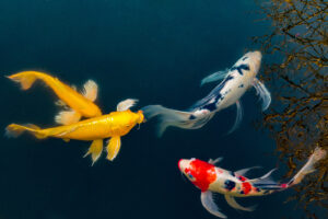 real koi fishes