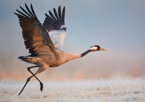 Crane about to fly